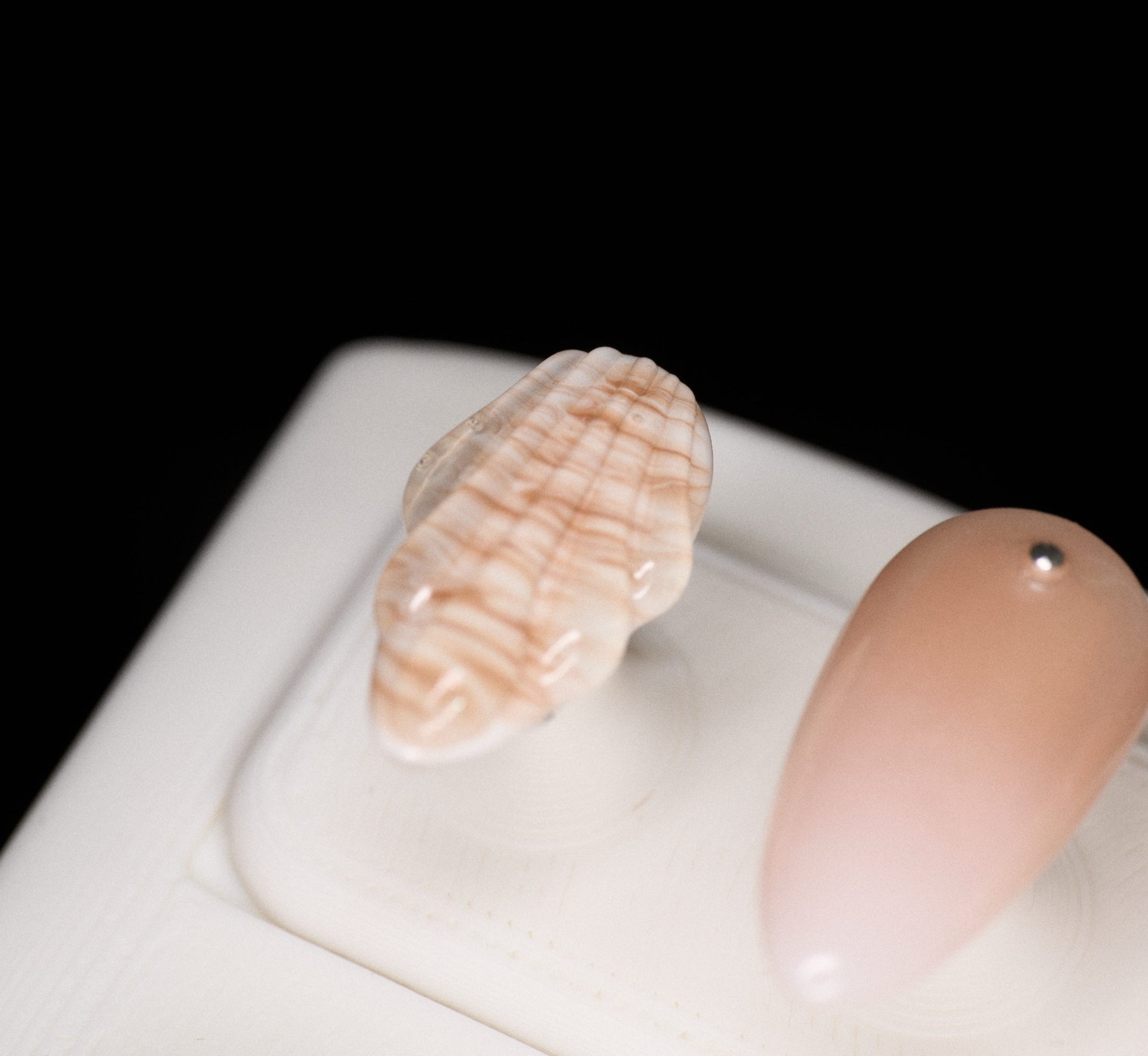 Seashell Bloom